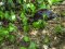 Testudo graeca [Spur-thighed Tortoise]