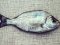 Σκαθάρι  -  Black Sea-Bream