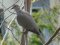 Δεκοχτούρα  -  Collared Dove