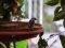 Σπουργίτι (αρσενικό)  -  House Sparrow (male)