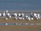 (Κιτρινοπόδηδες) Γλάροι  -  Yellow-legged Gulls