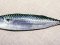Κολιός - Atlantic Chub Mackerel