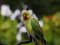 Παπαγάλος "δακτυλιόλαιμος"  -  Ring-necked Parakeet
