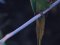 Παπαγάλος "δακτυλιόλαιμος"  -  Ring-necked Parakeet