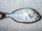 Σκαθάρι  -  Black Sea-Bream