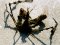 Macropodia longinostris  [Spider Crab]