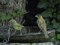 Νεαρός Φλώρος με Αμπελουργό  -  Immature Greenfinch with Βlack-headed Bunting   