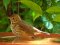 Τσίχλα - Song Thrush