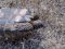 Testudo graeca [Spur-thighed Tortoise]