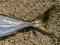 Κοκκάλι - White Trevally