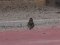 Σπίνος (αρσεν.) - Chaffinch (male)