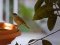 Μαυροσκούφης (αρσενικός) - Blackcap (male)