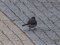 Σεισούρα (θηλ.) - White Wagtail (fem.)