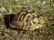 Testudo hermanni [Hermann's Tortoise]  