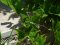 Meconema thalassinum [Oak Bush-cricket]