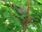 Δεκοχτούρα στα αυγά -  Collared Dove on the eggs