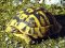 Testudo hermanni [Hermann's Tortoise] 