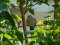 Δεκοχτούρα  -  Collared Dove