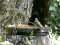 Μολωχτός?? - Tawny Pipit??