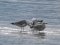 (Κιτρινοπόδηδες) Γλάροι  -  Yellow-legged Gulls