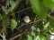 Μαυροσκούφης (αρσενικός) - Blackcap (male)