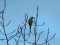 Παπαγάλος "δακτυλιόλαιμος"  -  Ring-necked Parakeet