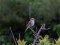 Μυγοχάφτης - Spotted Flycatcher