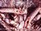 Μαλλιοκάβουρας  -  Spiny Spider Crab