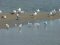 (Κιτρινοπόδηδες) Γλάροι  -  Yellow-legged Gulls