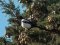 Καρακάξα - Magpie