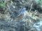 Κοκκινούρης - Redstart