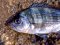 Σκαθάρι  -  Black Sea-Bream