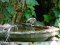 Νεαρή καρδερίνα - Goldfinch (immature)