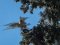 Καρακάξα και Πετροκιρκινέζι - Magpie and Kestrel