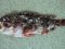 Γατσός - Brown Scorpionfish