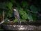 Καλόγερος (αρσεν.) - Great Tit (male)