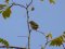 Πετροσπουργίτης - Rock Sparrow