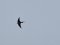 Χελιδόνι - Barn Swallow 