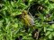 Φλώρι (αρσενικό) - Greenfinch (male)