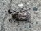 [Macular Beetle]