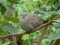 Δεκοχτούρα  -  Collared Dove