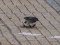 Σεισούρα (θηλ.) - White Wagtail (fem.)