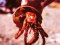 Στρουμπάρι&nbsp; -&nbsp; Hermit Crab