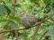 Δεκοχτούρα  -  Collared Dove