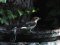 Κεφαλάς - Woodchat Shrike