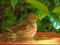 Τσίχλα - Song Thrush