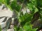 Meconema thalassinum [Oak Bush-cricket]