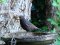 Κότσυφας (αρσενικός) - Blackbird (male)