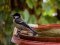 Καλόγερος  -  Great Tit