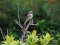 Μυγοχάφτης - Spotted Flycatcher